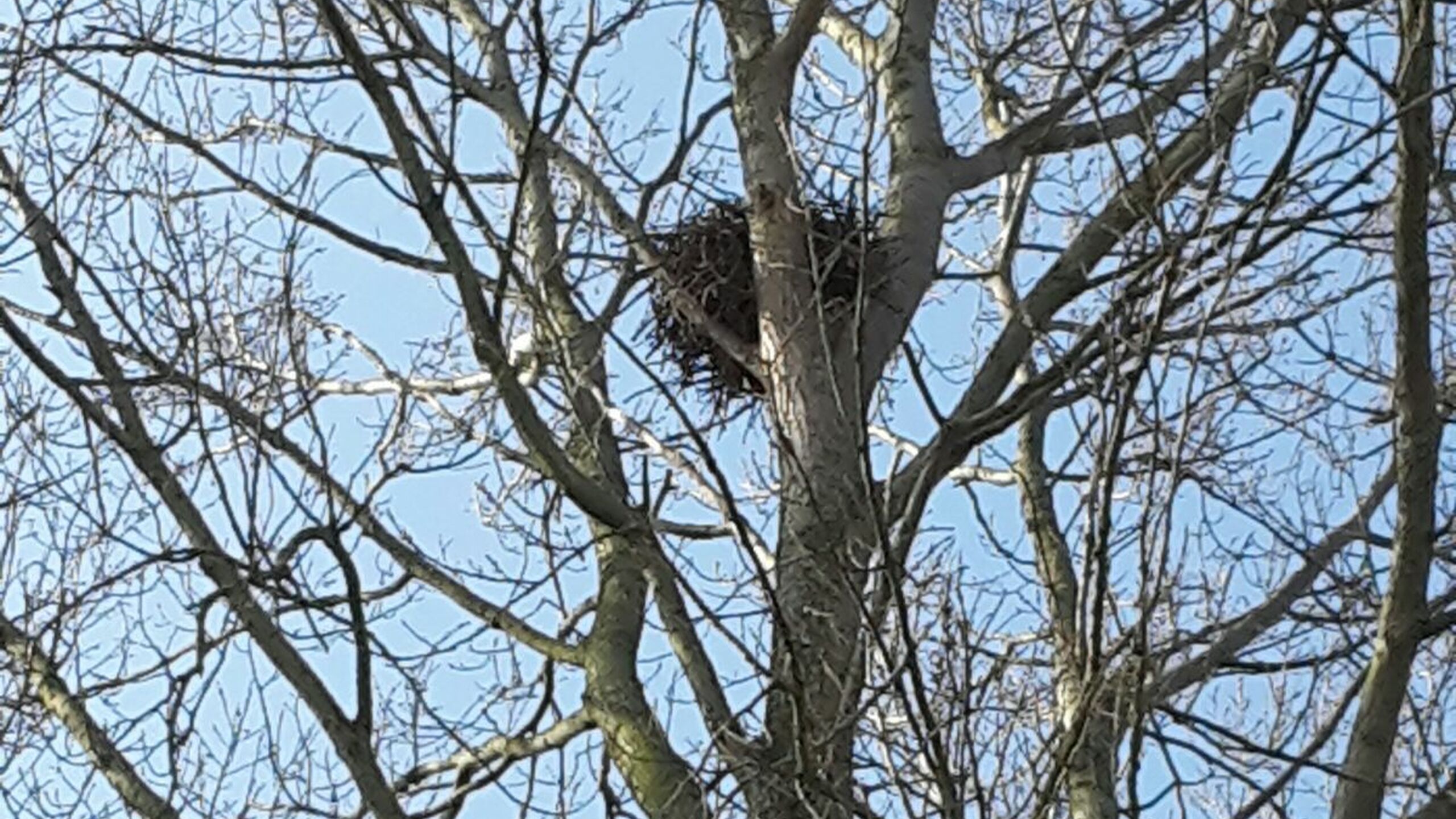 Het nest van een buizerd in een boom.